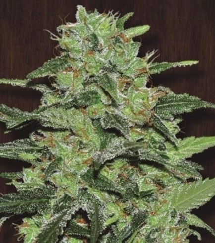 Malawi (ACE Seeds)