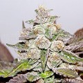 Mendocino x Purple Kush (Medical Seeds)