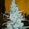 Critical Jack Herer (Delicious Seeds)