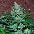 Amnesia Ryder (World of Seeds)