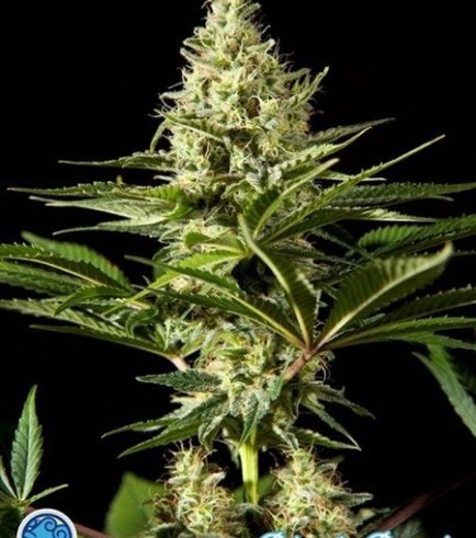 Black Bomb (Philosopher Seeds)