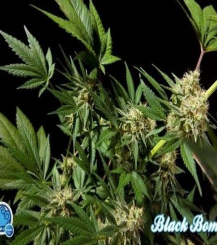 Black Bomb (Philosopher Seeds)