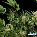 Black Bomb (Philosopher Seeds)