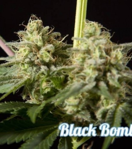 Black Bomb (Philosopher Seeds)