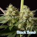 Black Bomb (Philosopher Seeds)