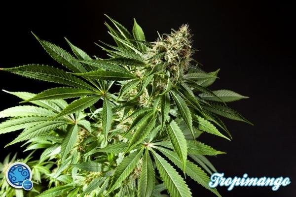 High yielding pot Panama Red feminized plant for beginners