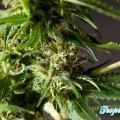 Tropimango (Philosopher Seeds)