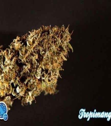 Tropimango (Philosopher Seeds)