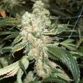 Darkstar Kush (T.H. Seeds)