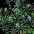 Darkstar Kush (T.H. Seeds)