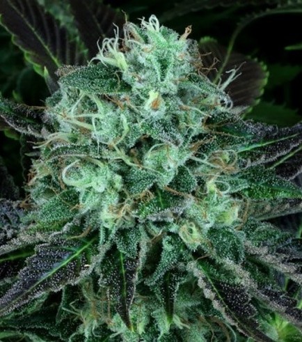 Darkstar Kush (T.H. Seeds)