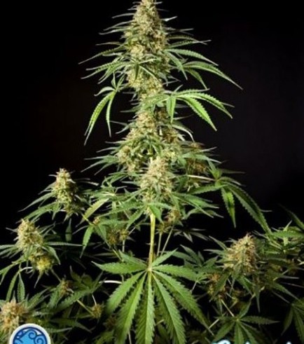 Philo Skunk (Philosopher Seeds)