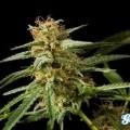 Philo Skunk (Philosopher Seeds)