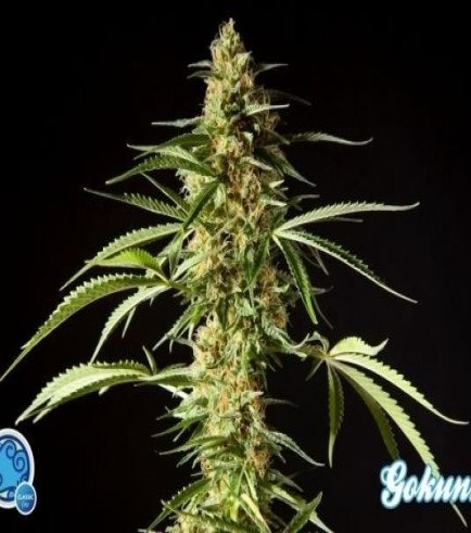 Philo Skunk (Philosopher Seeds)