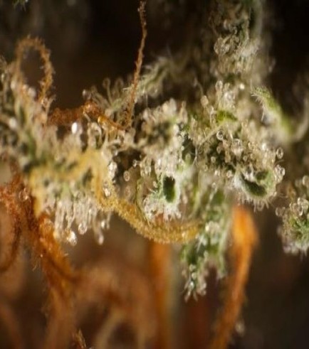 Philo Skunk (Philosopher Seeds)