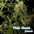 Philo Skunk (Philosopher Seeds)