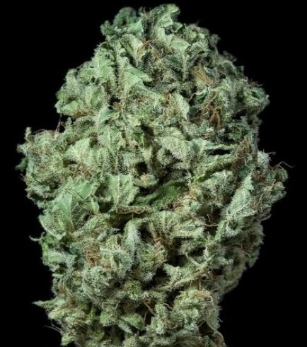 Sour Diesel Autoflorissante (Dinafem)