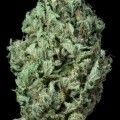 Sour Diesel Autoflorissante (Dinafem)