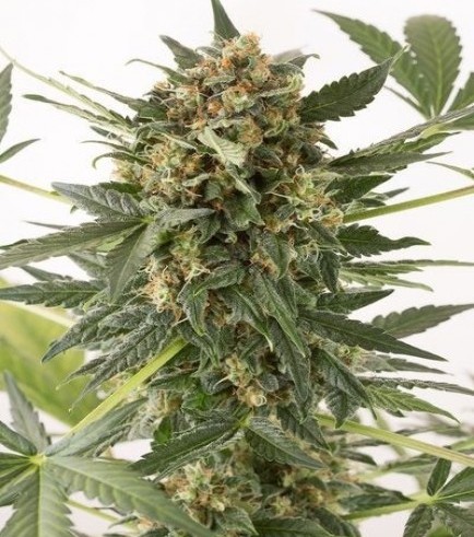 Kush-n-Cheese Autoflowering (Dinafem)