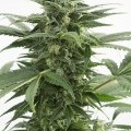 Haze XXL Autoflowering (Dinafem)