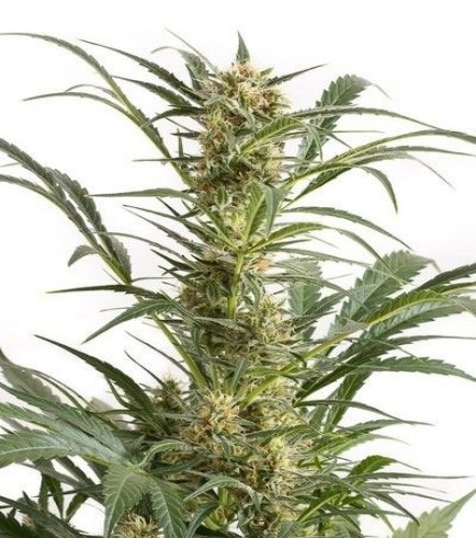 Amnesia XXL Autoflowering (Dinafem)