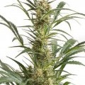 Amnesia XXL Autoflowering (Dinafem)