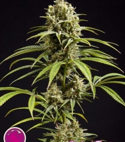 Fruity Jack (Philosopher Seeds)