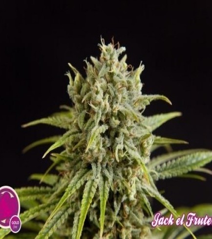 Fruity Jack (Philosopher Seeds)