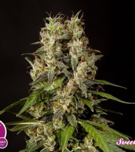 Sweet Love (Philosopher Seeds)