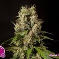 Sweet Love (Philosopher Seeds)