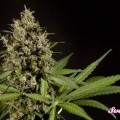 Sweet Love (Philosopher Seeds)