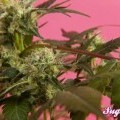 SugarPop (Philosopher Seeds)