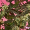 SugarPop (Philosopher Seeds)