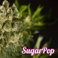 SugarPop (Philosopher Seeds)