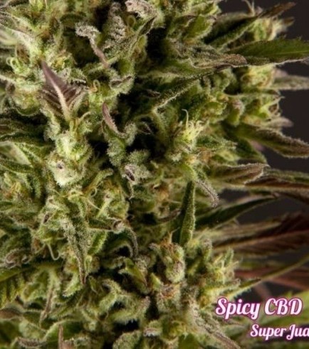 Spicy CBD (Philosopher Seeds)