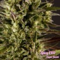 Spicy CBD (Philosopher Seeds)