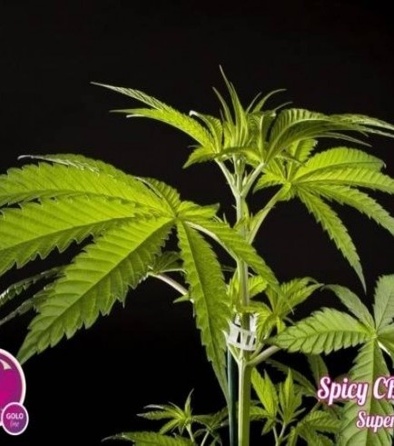 Spicy CBD (Philosopher Seeds)