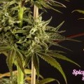 Spicy CBD (Philosopher Seeds)