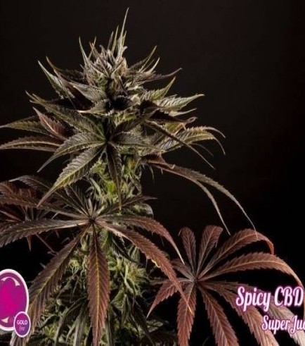 Spicy CBD (Philosopher Seeds)