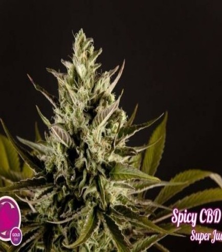 Spicy CBD (Philosopher Seeds)