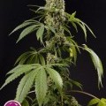 Guava Berry Kush (Philosopher Seeds)