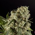 Guava Berry Kush (Philosopher Seeds)