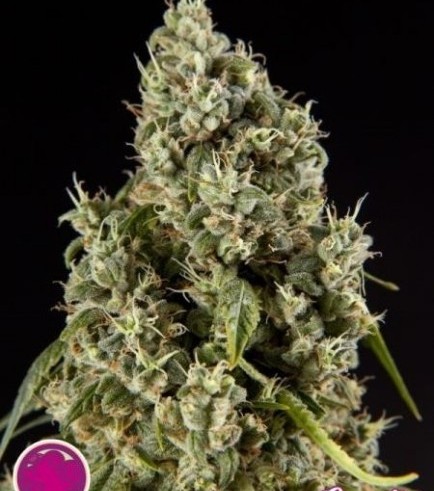 Guava Berry Kush (Philosopher Seeds)