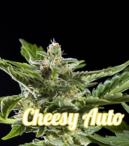 Cheesy Auto (Philosopher Seeds)