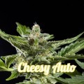 Cheesy Auto (Philosopher Seeds)