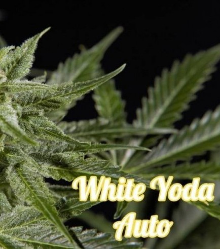 White Yoda Auto (Philosopher Seeds)