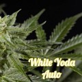 White Yoda Auto (Philosopher Seeds)