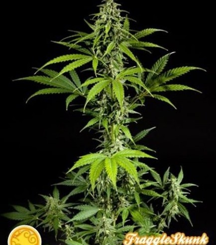 Fraggle Skunk Auto (Philosopher Seeds)