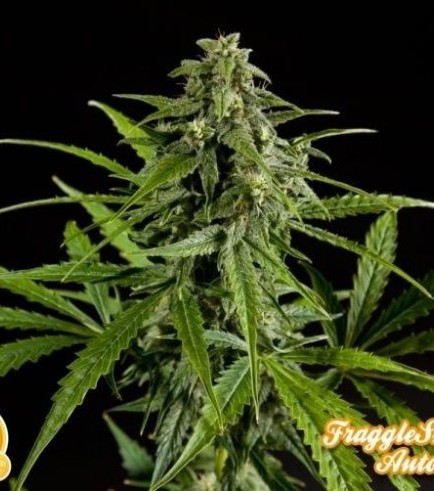 Fraggle Skunk Auto (Philosopher Seeds)