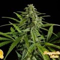 Fraggle Skunk Auto (Philosopher Seeds)